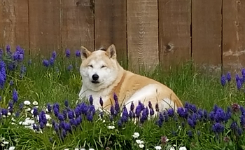 An adorable dog in a bed of flowers.