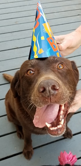 Olive in a birthday hat