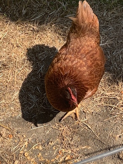 Scarlett the hen.